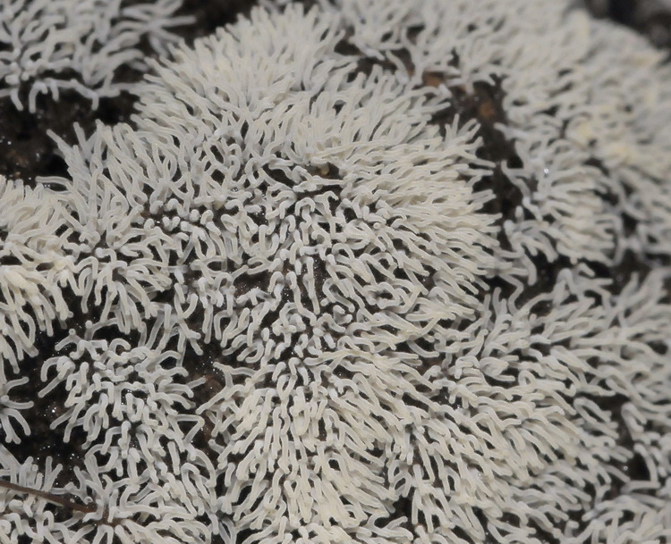 Ceratiomyxa fruticulosa